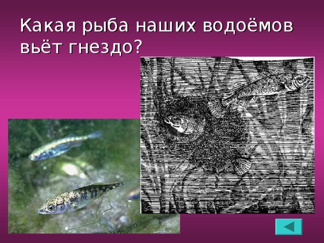 Какая рыба наших водоёмов вьёт гнездо?