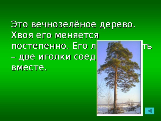 Это вечнозелёное дерево. Хвоя его меняется постепенно. Его легко узнать – две иголки соединены вместе.