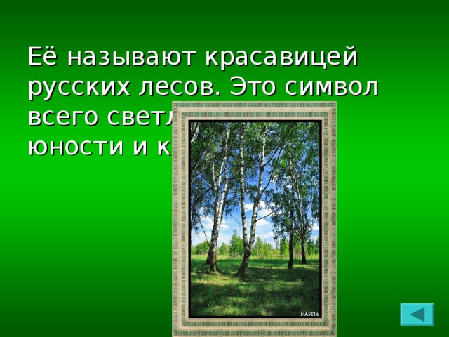 Её называют красавицей русских лесов. Это символ всего светлого, символ юности и красоты.