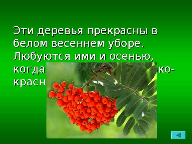 Эти деревья прекрасны в белом весеннем уборе. Любуются ими и осенью, когда «горят» гроздья ярко-красных плодов.