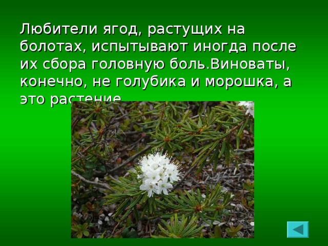 Любители ягод, растущих на болотах, испытывают иногда после их сбора головную боль.Виноваты, конечно, не голубика и морошка, а это растение.