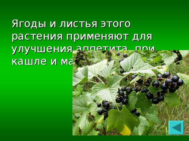 Ягоды и листья этого растения применяют для улучшения аппетита, при кашле и малокровии.