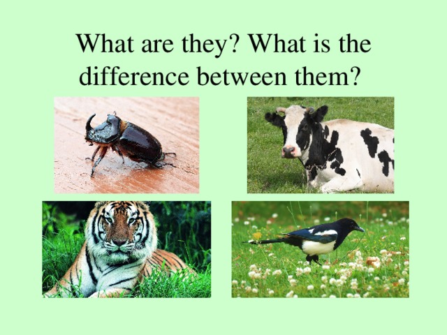 What are they? What is the difference between them?