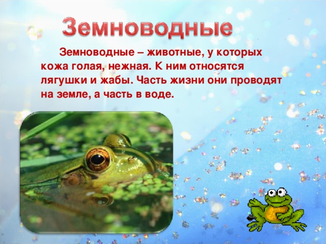 Земноводные – животные, у которых кожа голая, нежная. К ним относятся лягушки и жабы. Часть жизни они проводят на земле, а часть в воде.