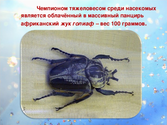 Чемпионом тяжеловесом среди насекомых является облачённый в массивный панцирь африканский жук голиаф – вес 100 граммов .