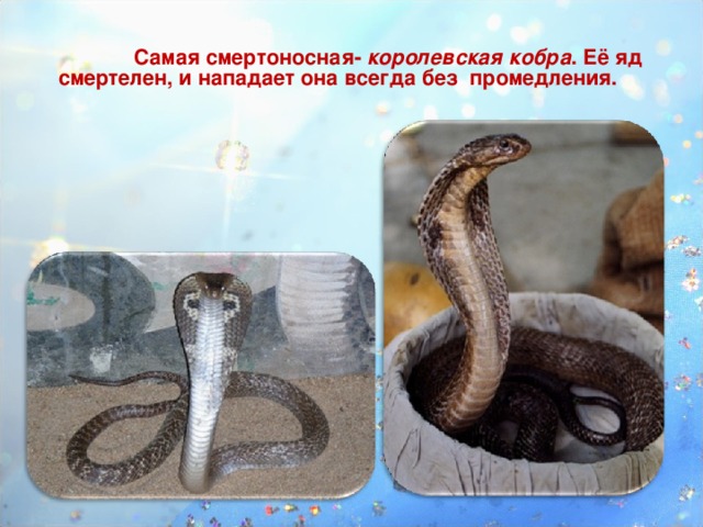 Самая смертоносная- королевская кобра . Её яд смертелен, и нападает она всегда без промедления.