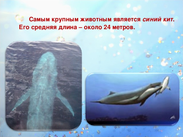Самым крупным животным является синий кит . Его средняя длина – около 24 метров.