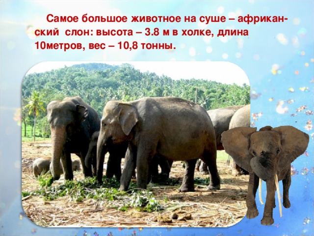 Самое большое животное на суше – африкан- ский слон: высота – 3.8 м в холке, длина 10метров, вес – 10,8 тонны.