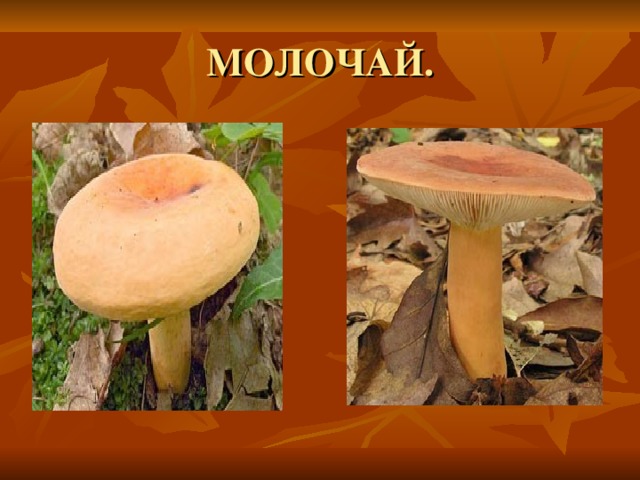 МОЛОЧАЙ.