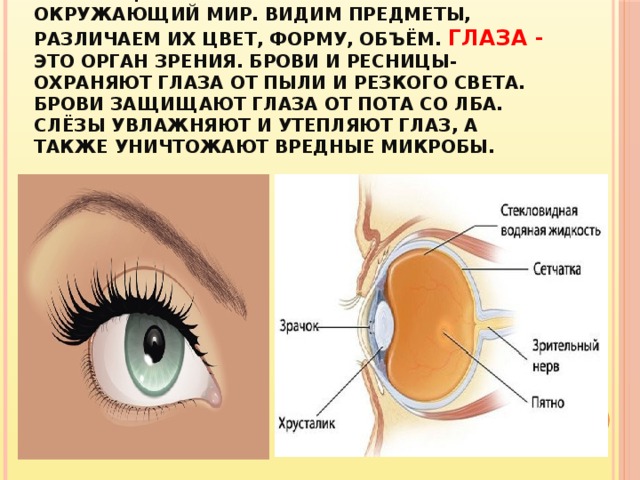 Презентация по теме глаза и зрение