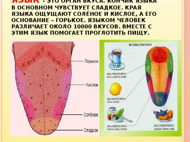 Язык – это орган вкуса. Кончик языка в основном чувствует сладкое. Края языка ощущают солёное и кислое, а его основание – горькое. Языком человек различает около 10000 вкусов. Вместе с этим язык помогает проглотить пищу.