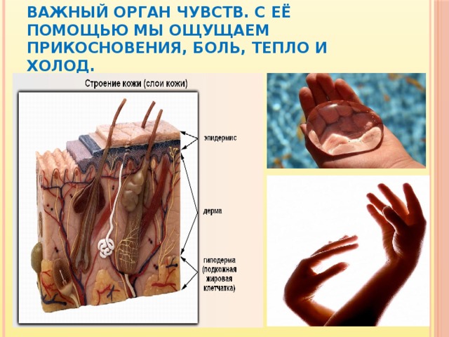 Кожа наружный покровный орган 8 класс презентация