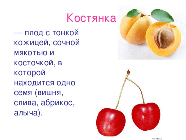 Костянка   —  плод с тонкой кожицей, сочной мякотью и косточкой, в которой находится одно семя (вишня, слива, абрикос, алыча).