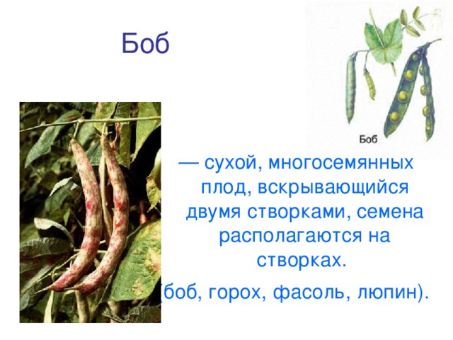 Боб  — сухой, многосемянных плод, вскрывающийся двумя створками, семена располагаются на створках. (боб, горох, фасоль, люпин).