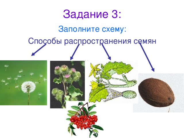 Задание 3: Заполните схему: Способы распространения семян