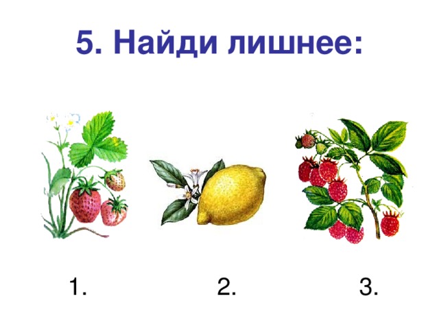 5. Найди лишнее:  1. 2. 3.