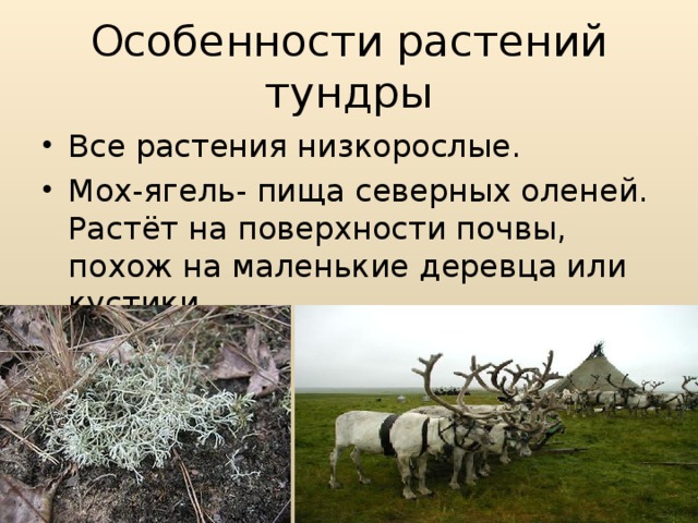 Особенности растений в тундре