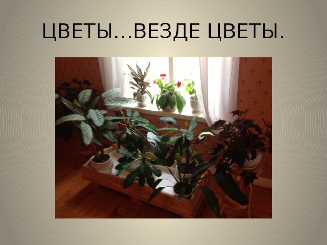 ЦВЕТЫ…ВЕЗДЕ ЦВЕТЫ.