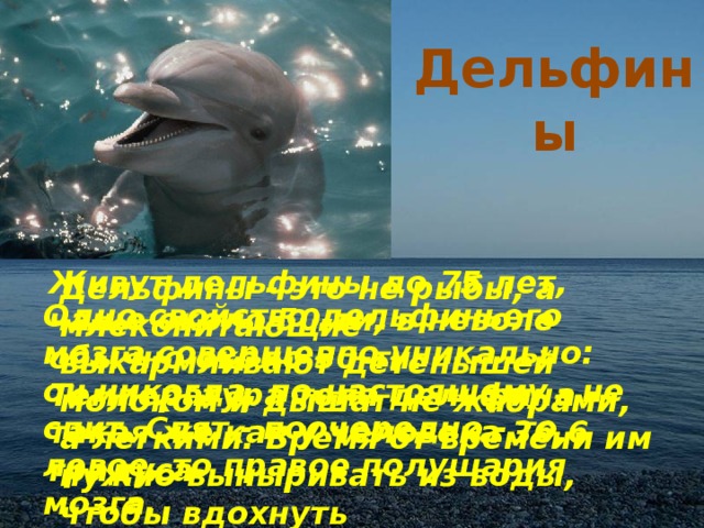 Дельфины Живут дельфины до 75 лет, чаще около 50-ти, в неволе обычно около 30-ти. Температура тела дельфина - такая же как у человека 36,6 градуса Дельфины - это не рыбы, а млекопитающие - выкармливают детенышей молоком и дышат не жабрами, а легкими. Время от времени им нужно выныривать из воды, чтобы вдохнуть Одно свойство дельфиньего мозга совершенно уникально: он никогда, по-настоящему - не спит. Спят - поочередно - то левое, то правое полушария мозга.