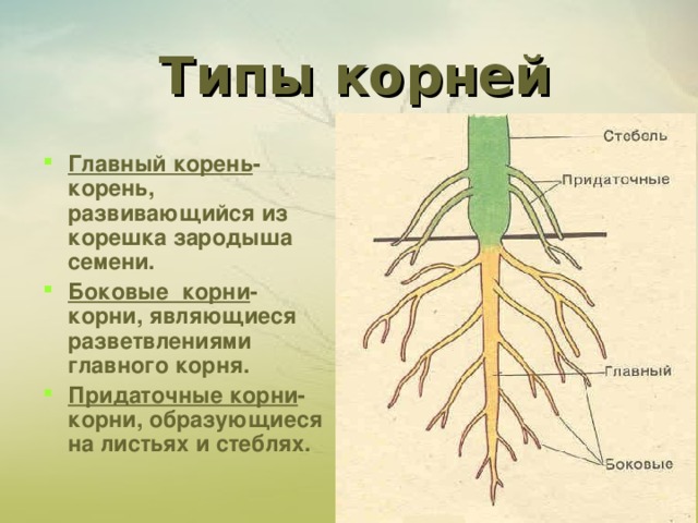 Типы корней