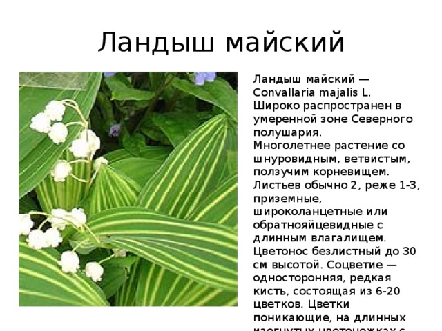 Ландыш майский Ландыш майский — Convallaria majalis L. Широко распространен в умеренной зоне Северного полушария. Многолетнее растение со шнуровидным, ветвистым, ползучим корневищем. Листьев обычно 2, реже 1-3, приземные, широколанцетные или обратнояйцевидные с длинным влагалищем. Цветонос безлистный до 30 см высотой. Соцветие — односторонняя, редкая кисть, состоящая из 6-20 цветков. Цветки поникающие, на длинных изогнутых цветоножках с пленчатыми прицветниками, с сильным приятным ароматом.