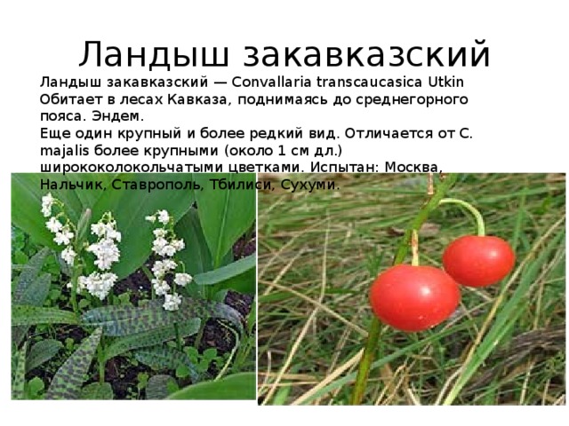 Ландыш закавказский Ландыш закавказский — Convallaria transcaucasica Utkin Обитает в лесах Кавказа, поднимаясь до среднегорного пояса. Эндем. Еще один крупный и более редкий вид. Отличается от С. majalis более крупными (около 1 см дл.) ширококолокольчатыми цветками. Испытан: Москва, Нальчик, Ставрополь, Тбилиси, Сухуми.