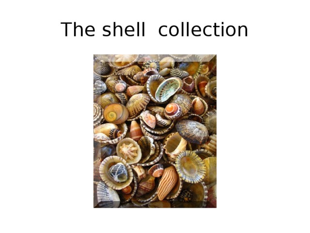 The shell collection