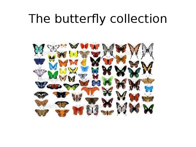 The butterfly collection