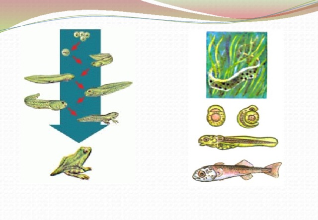 Развитие с метаморфозом Развитие лягушки Развитие рыбы