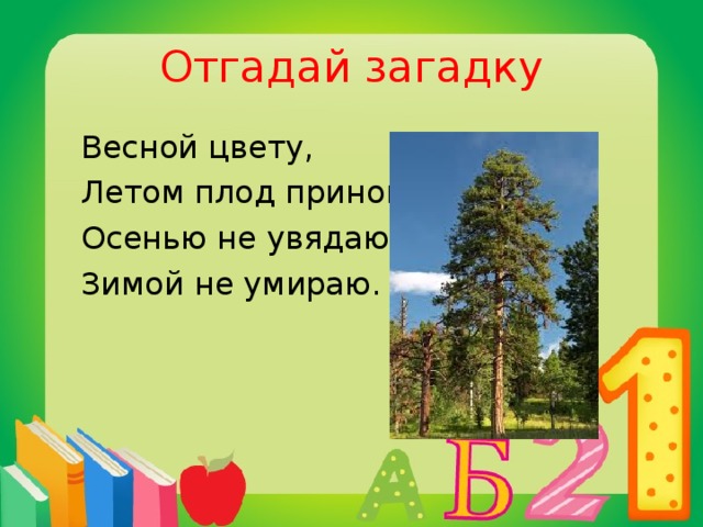 Отгадай загадку  Весной цвету,  Летом плод приношу,  Осенью не увядаю,  Зимой не умираю.  сосна