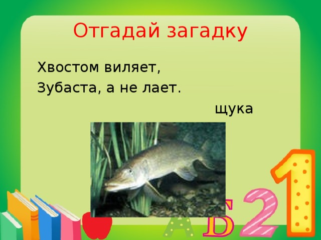 Отгадай загадку  Хвостом виляет,  Зубаста, а не лает.  щука