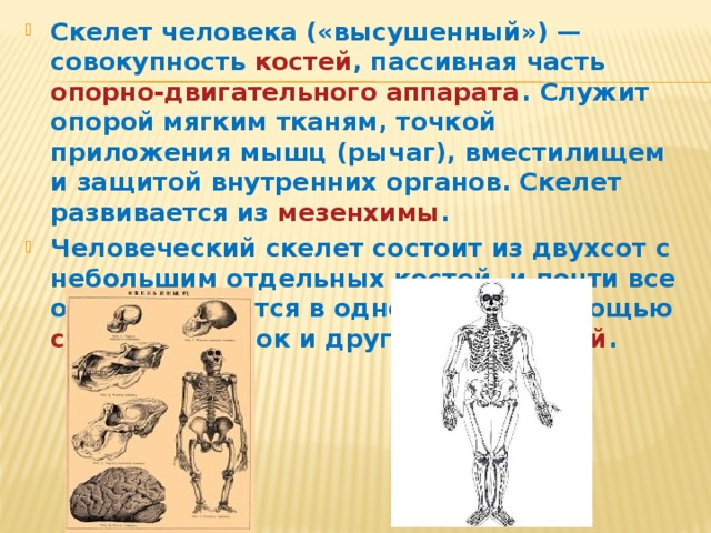 Скелет человека («высушенный») — совокупность  костей , пассивная часть  опорно-двигательного аппарата . Служит опорой мягким тканям, точкой приложения мышц (рычаг), вместилищем и защитой внутренних органов. Скелет развивается из  мезенхимы . Человеческий скелет состоит из двухсот с небольшим отдельных костей, и почти все они соединяются в одно целое с помощью  суставов , связок и других  соединений .
