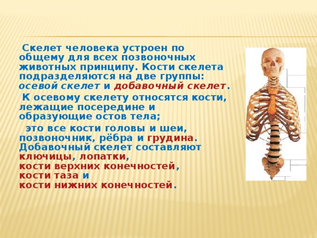 Скелет человека устроен по общему для всех позвоночных животных принципу. Кости скелета подразделяются на две группы:  осевой скелет  и  добавочный скелет .  К осевому скелету относятся кости, лежащие посередине и образующие остов тела;  это все кости  головы  и  шеи , позвоночник,  рёбра  и  грудина . Добавочный скелет составляют  ключицы ,  лопатки ,  кости верхних конечностей ,  кости таза  и  кости нижних конечностей .