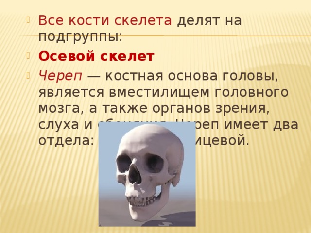 Все кости скелета  делят на подгруппы: Осевой скелет Череп  — костная основа головы, является вместилищем головного мозга, а также органов зрения, слуха и обоняния. Череп имеет два отдела: мозговой и лицевой.