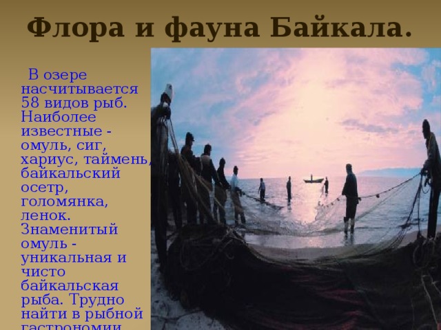 Флора и фауна Байкала.  В озере насчитывается 58 видов рыб. Наиболее известные - омуль, сиг, хариус, таймень, байкальский осетр, голомянка, ленок. Знаменитый омуль - уникальная и чисто байкальская рыба. Трудно найти в рыбной гастрономии блюдо вкуснее, чем свежезасоленный, тающий во рту байкальский омуль.