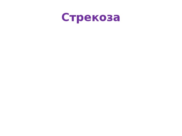 Стрекоза