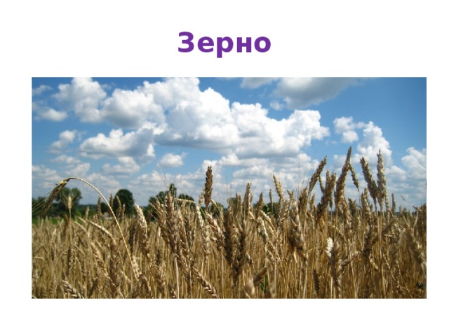 Зерно