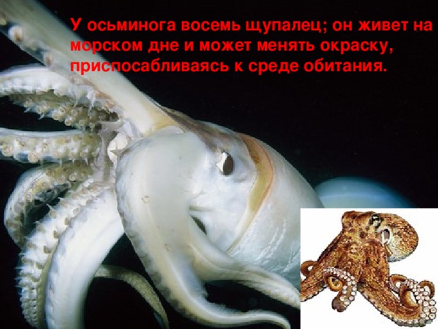 У осьминога восемь щупалец; он живет на морском дне и может менять окраску, приспосабливаясь к среде обитания.