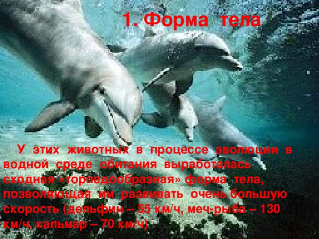 1. Форма тела  У этих животных в процессе эволюции в водной среде обитания выработалась сходная «торпедообразная» форма тела, позволяющая им развивать очень большую скорость (дельфин – 55 км/ч, меч-рыба – 130 км/ч, кальмар – 70 км/ч)