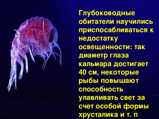 Глубоководные обитатели научились приспосабливаться к недостатку освещенности: так диаметр глаза кальмара достигает 40 см, некоторые рыбы повышают способность улавливать свет за счет особой формы хрусталика и т. п
