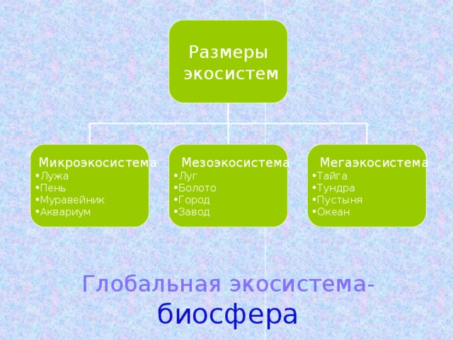 Размеры  экосистем  Микроэкосистема  Мезоэкосистема  Мегаэкосистема Лужа Пень Муравейник Аквариум Луг Болото Город Завод Тайга Тундра Пустыня Океан Глобальная  экосистема- биосфера