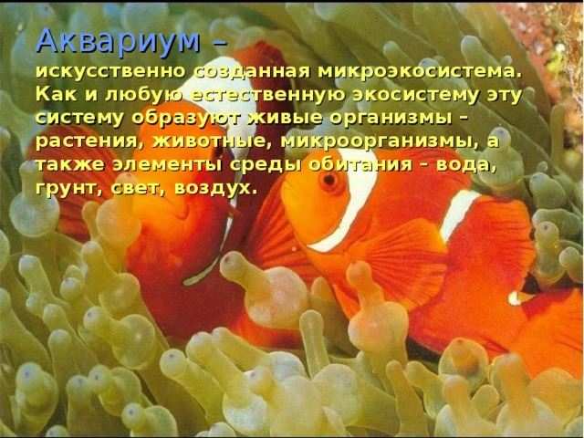 Аквариум –   искусственно созданная микроэкосистема.  Как и любую естественную экосистему эту систему образуют  живые организмы – растения, животные, микроорганизмы, а также элементы среды обитания – вода, грунт, свет, воздух.