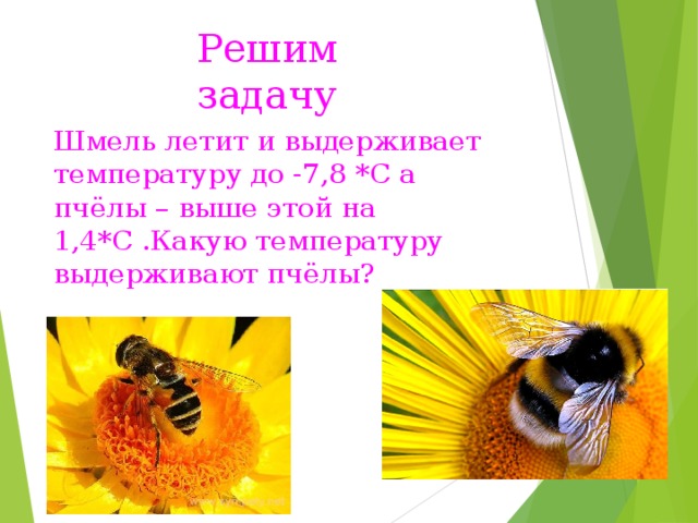 Решим задачу Шмель летит и выдерживает температуру до -7,8 *C а пчёлы – выше этой на 1,4*С .Какую температуру выдерживают пчёлы?