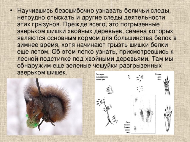 Научившись безошибочно узнавать беличьи следы, нетрудно отыскать и другие следы деятельности этих грызунов. Прежде всего, это погрызенные зверьком шишки хвойных деревьев, семена которых являются основным кормом для большинства белок в зимнее время, хотя начинают грызть шишки белки еще летом. Об этом легко узнать, присмотревшись к лесной подстилке под хвойными деревьями. Там мы обнаружим еще зеленые чешуйки разгрызенных зверьком шишек.