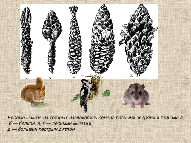 Еловые шишки, из которых извлекались семена разными зверями и птицами а,  б — белкой, е, г — лесными мышами, д — большим пестрым дятлом