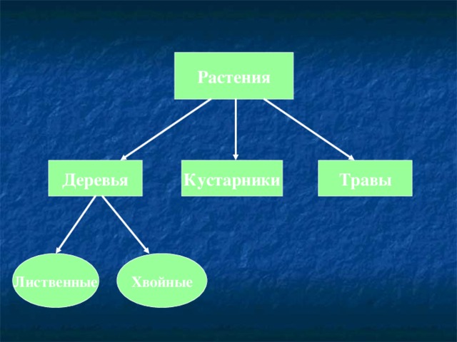 Растения Деревья Кустарники Травы Лиственные Хвойные