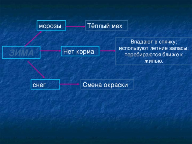 морозы Тёплый мех Впадают в спячку; используют летние запасы; перебираются ближе к жилью. Нет корма ЗИМА снег Смена окраски