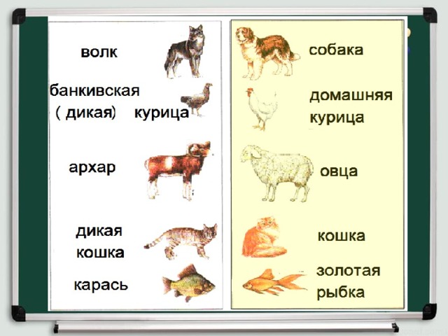 Презентация домашние животные 4 класс мир природы и человека