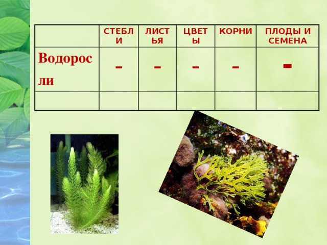 СТЕБЛИ Водорос ЛИСТЬЯ ли - ЦВЕТЫ - КОРНИ - - ПЛОДЫ И СЕМЕНА -