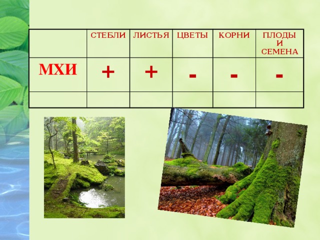 СТЕБЛИ МХИ ЛИСТЬЯ + ЦВЕТЫ + КОРНИ - ПЛОДЫ И СЕМЕНА - -